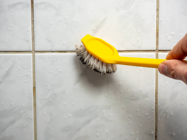 Trusted Key Vista, FL Mold Removal Experts