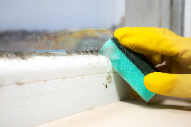 Best Fast Mold Removal  in Key Vista, FL