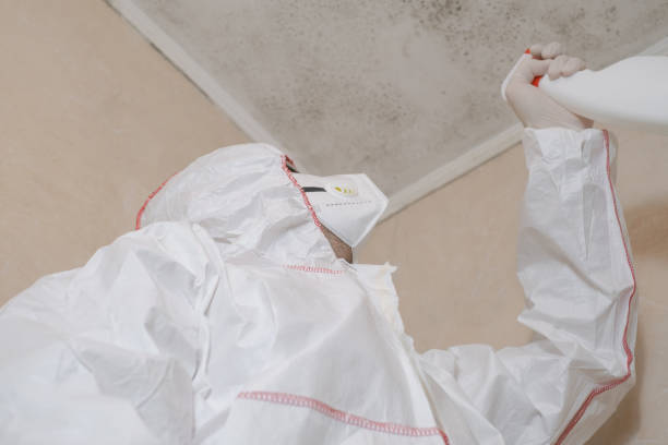 Best Black Mold Removal  in Key Vista, FL