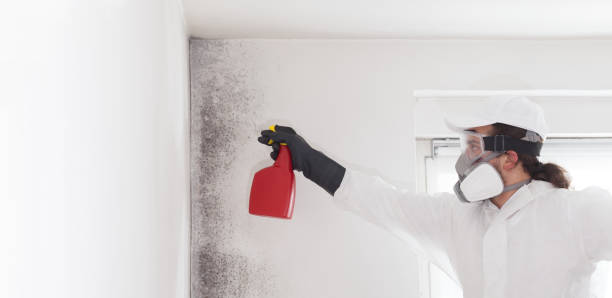 Best Certified Mold Removal  in Key Vista, FL