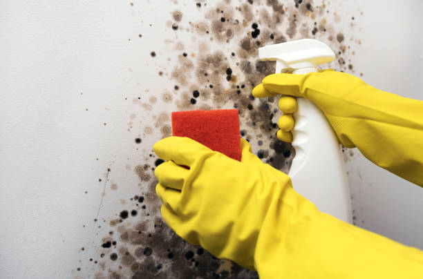 Best Attic Mold Removal  in Key Vista, FL