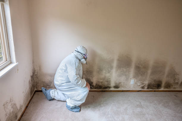 Best Local Mold Removal Service  in Key Vista, FL