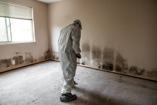 Best Residential Mold Removal  in Key Vista, FL